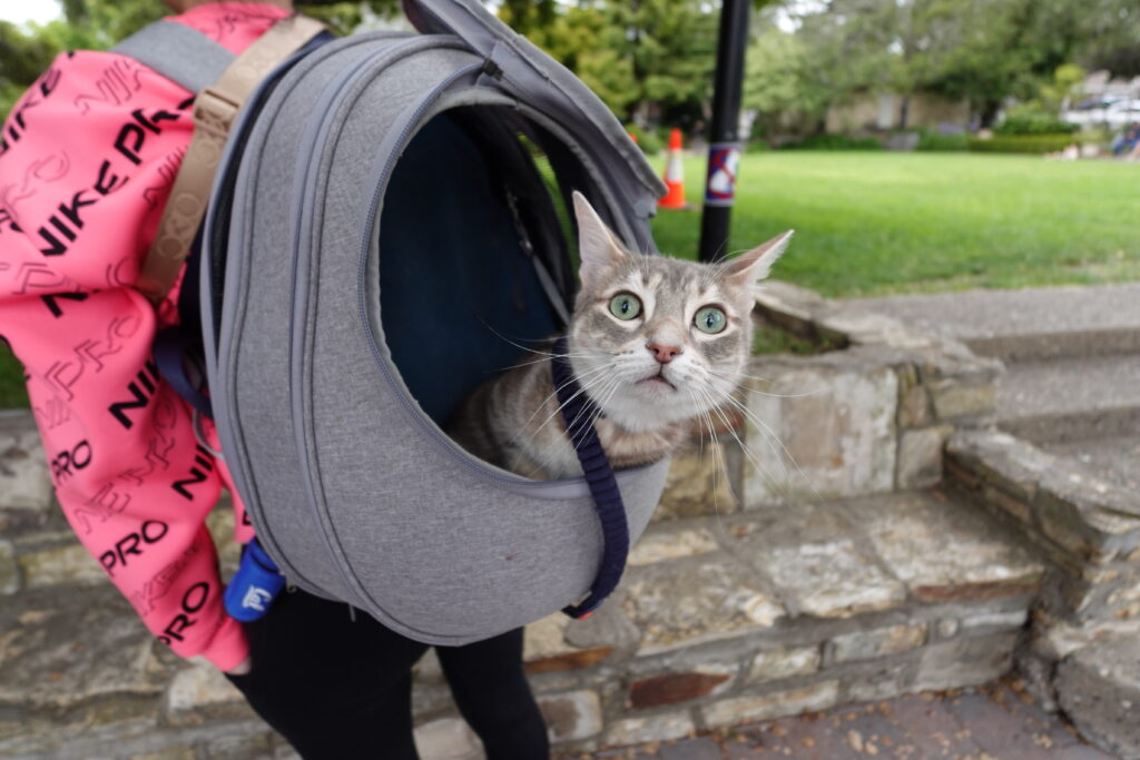 My cat, Latte in the backpack.