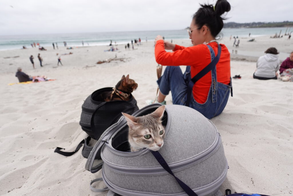 My cats and I on the beach in Monterey.
