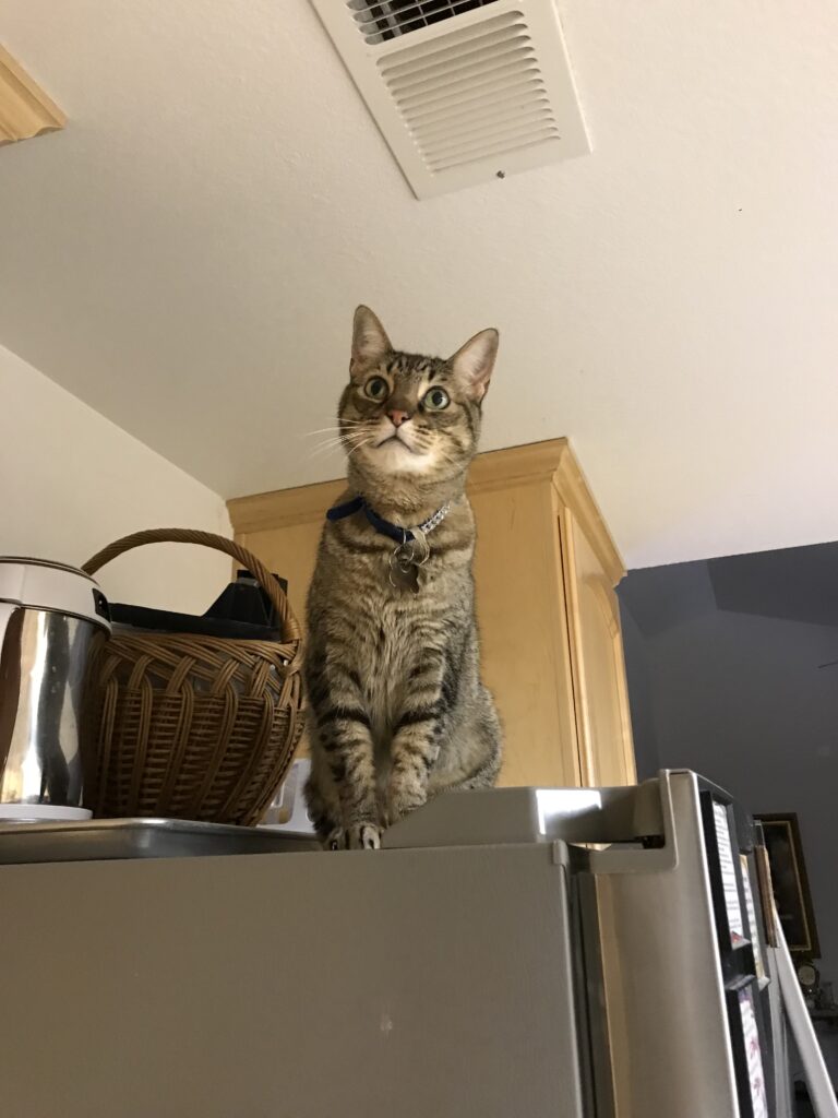 March on top of the fridge