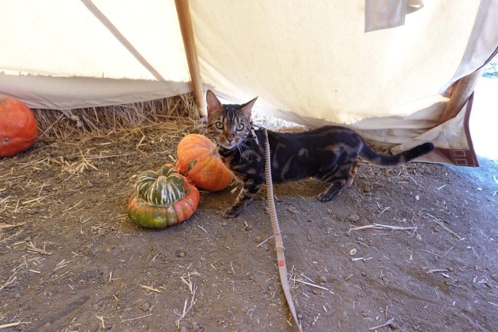 Bagel inside the tent with pumpkins.